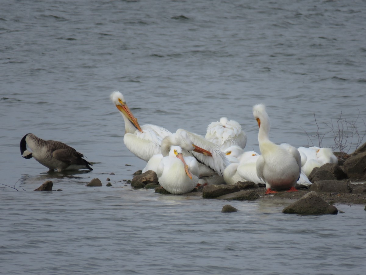 American White Pelican - Gregg Friesen