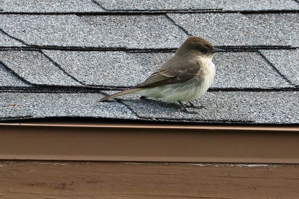 Eastern Phoebe - ML95977011