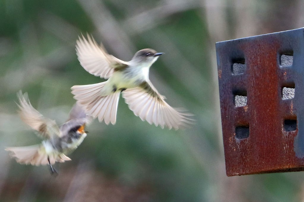 Eastern Phoebe - ML95977061