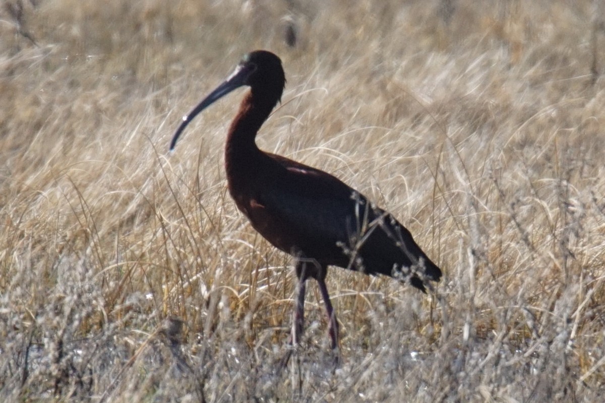 White-faced Ibis - ML95977811