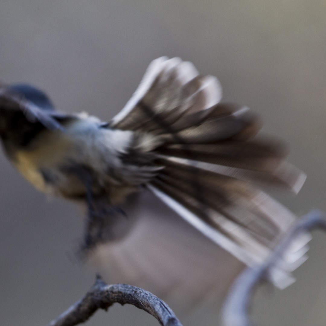 Gray Fantail (alisteri) - ML95982281