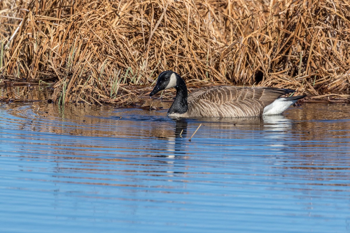 Canada Goose - ML95982951