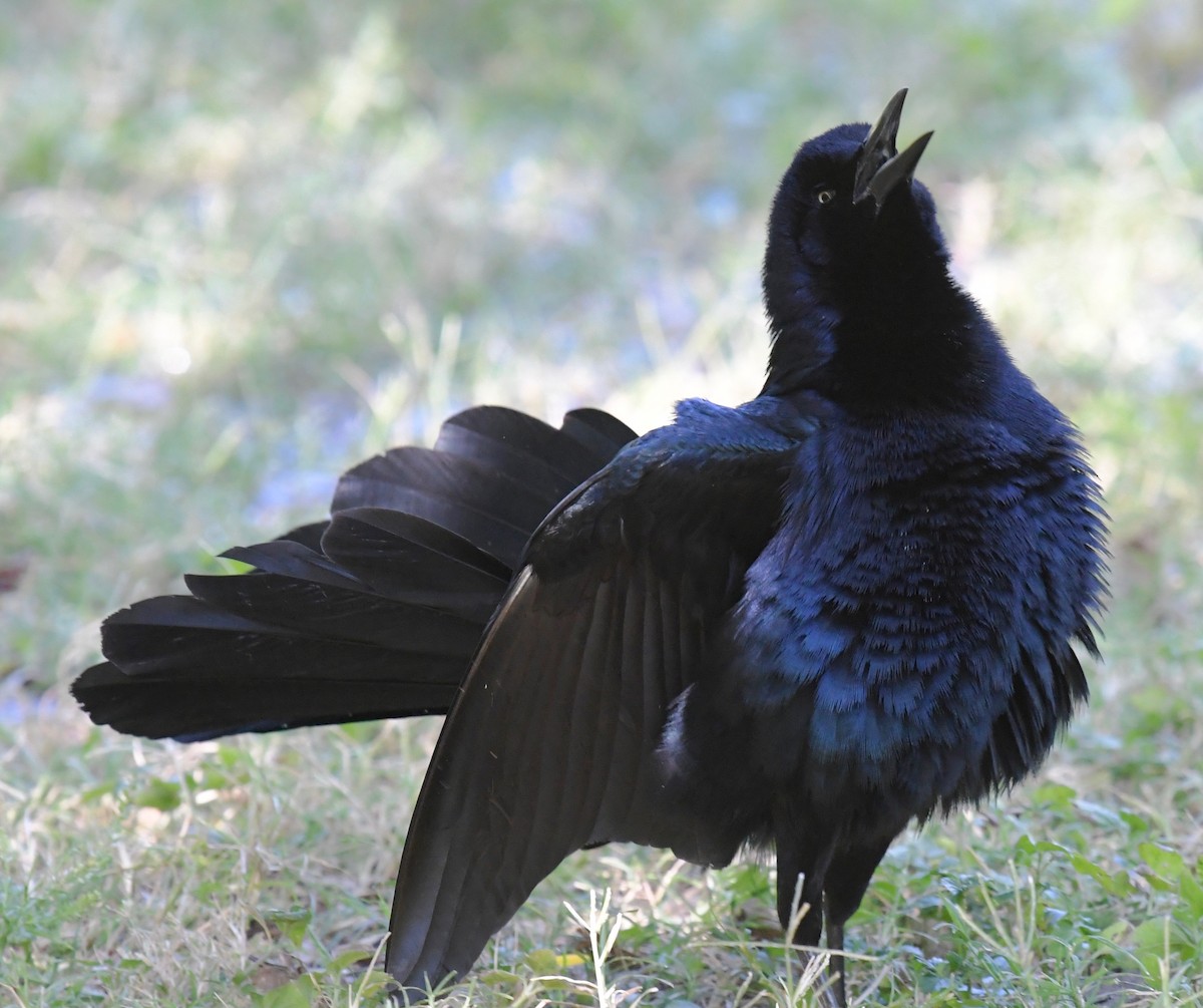 Great-tailed Grackle - ML95983651