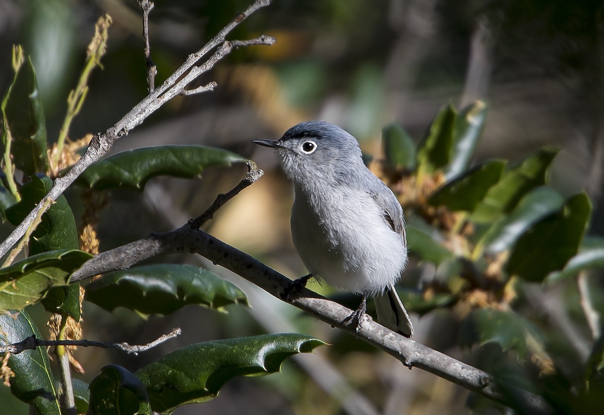 Blue-gray Gnatcatcher - Jerry Ting