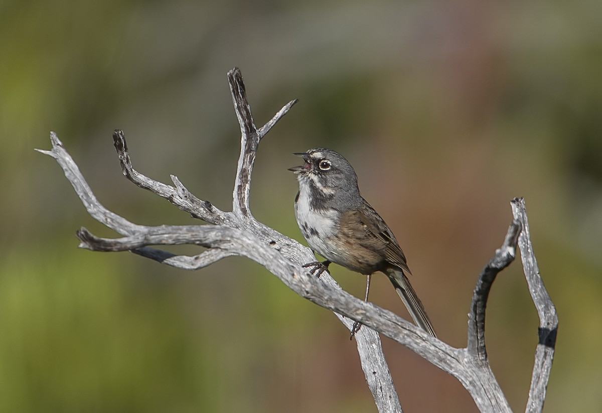 Bell's Sparrow - Jerry Ting