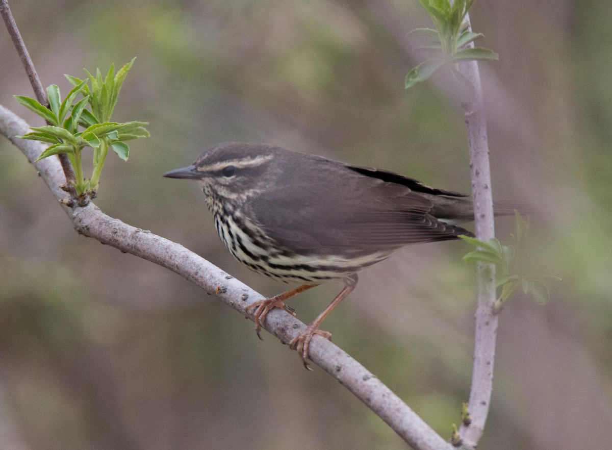 Northern Waterthrush - ML95988581