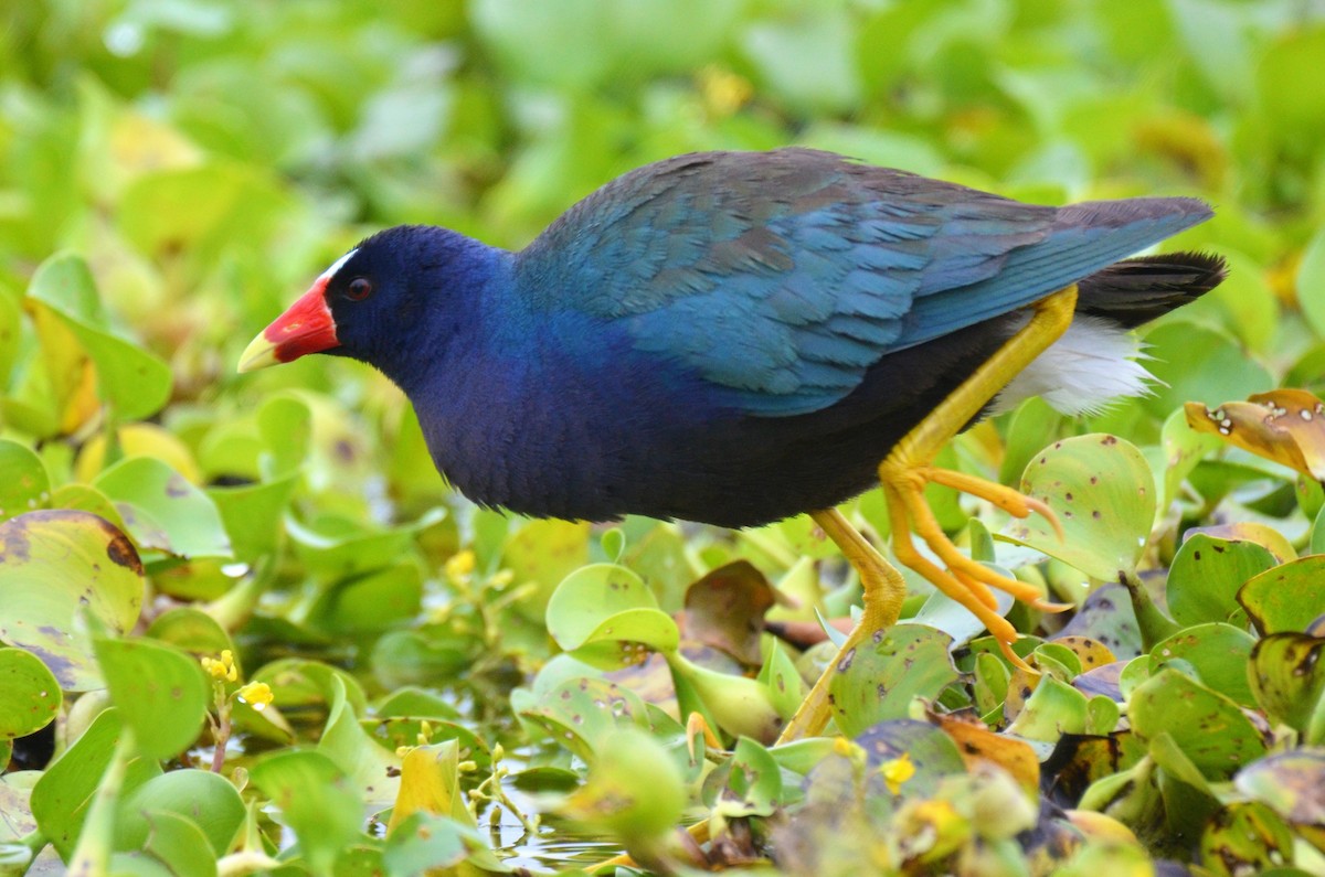 Purple Gallinule - Jeff Sexton