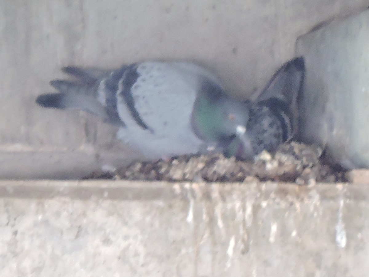 Rock Pigeon (Feral Pigeon) - ML95991421