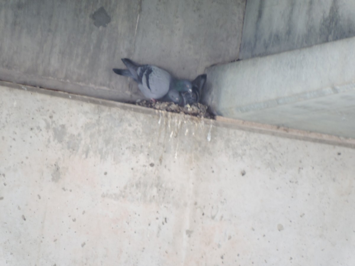 Rock Pigeon (Feral Pigeon) - ML95991501