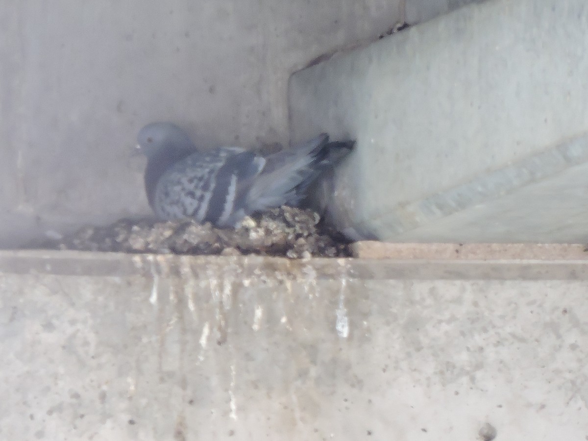Rock Pigeon (Feral Pigeon) - ML95991571