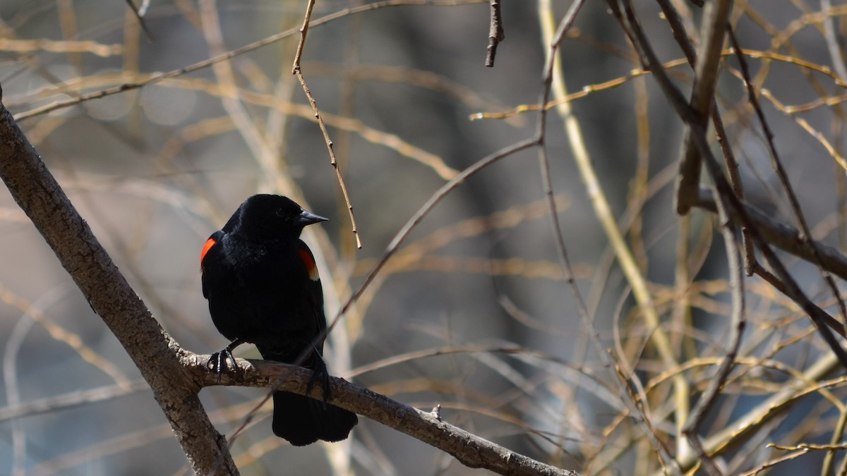 Red-winged Blackbird - ML95991601