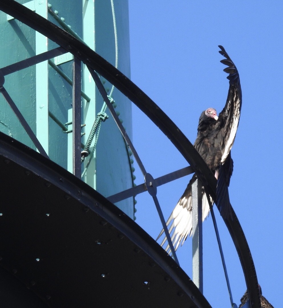 Turkey Vulture - ML95991631