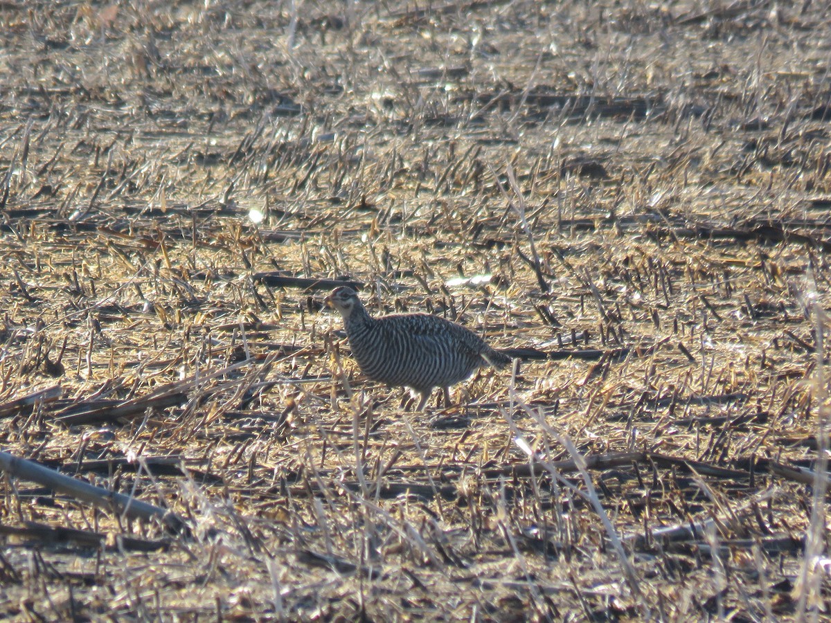 Greater Prairie-Chicken - ML95992001