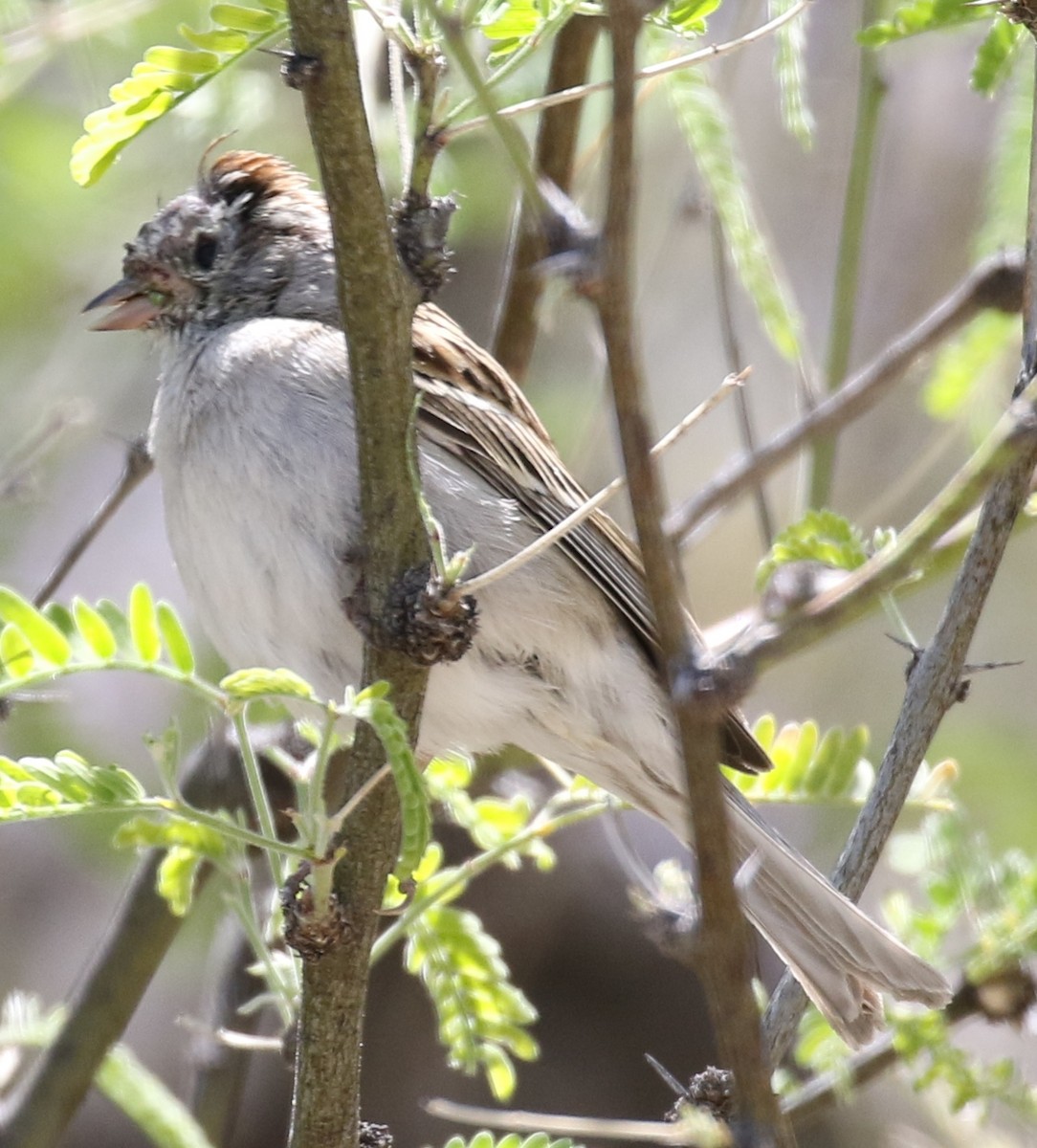 Chipping Sparrow - ML95993841