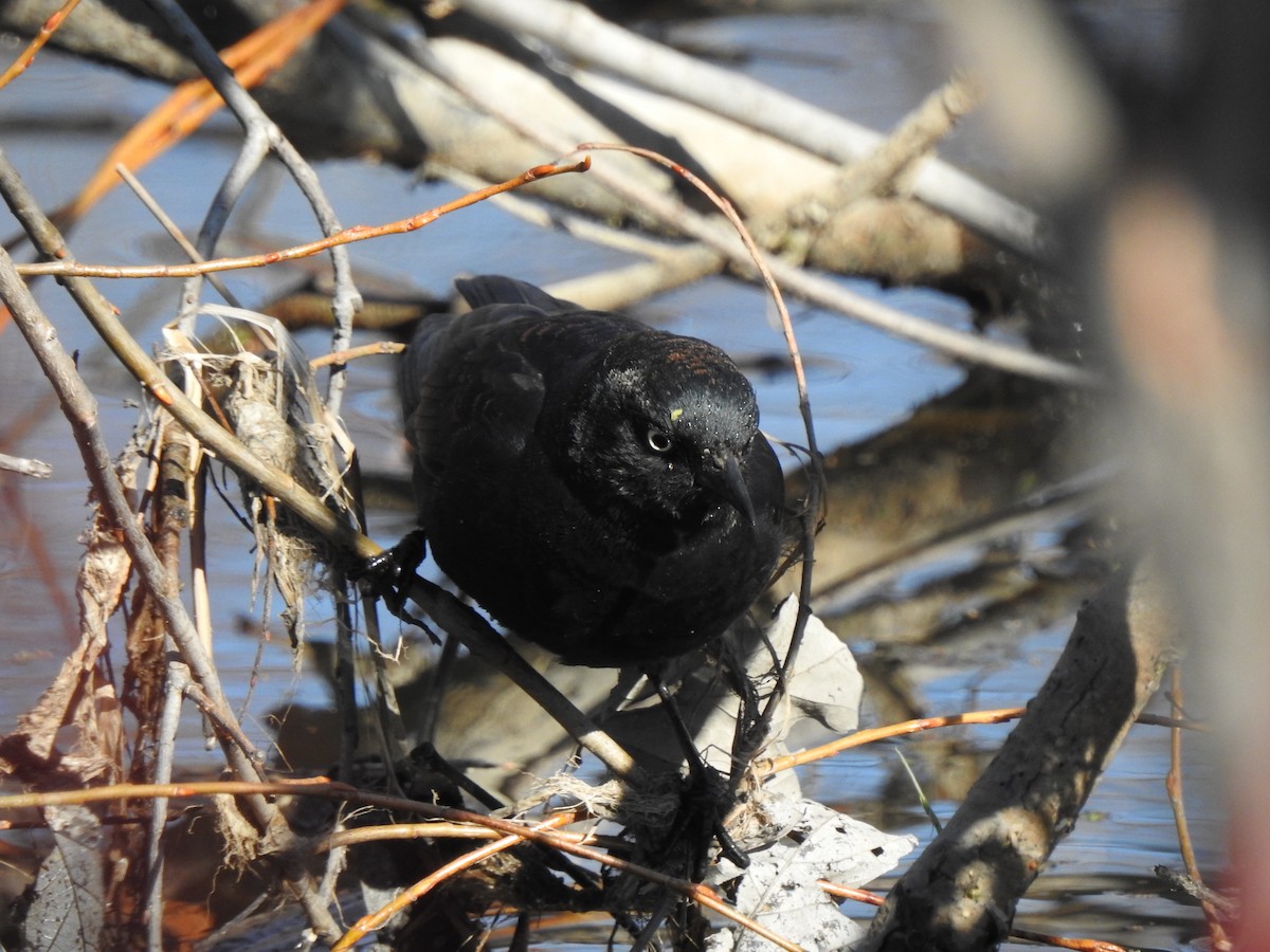 Rusty Blackbird - ML95995171