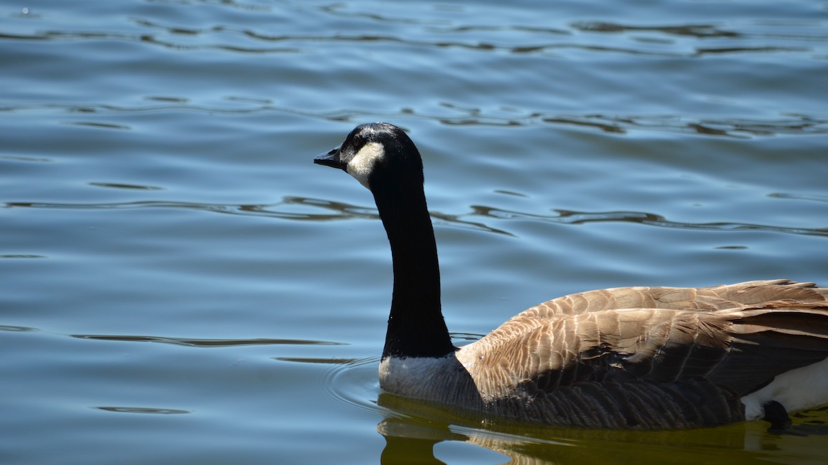 Canada Goose - ML95996821