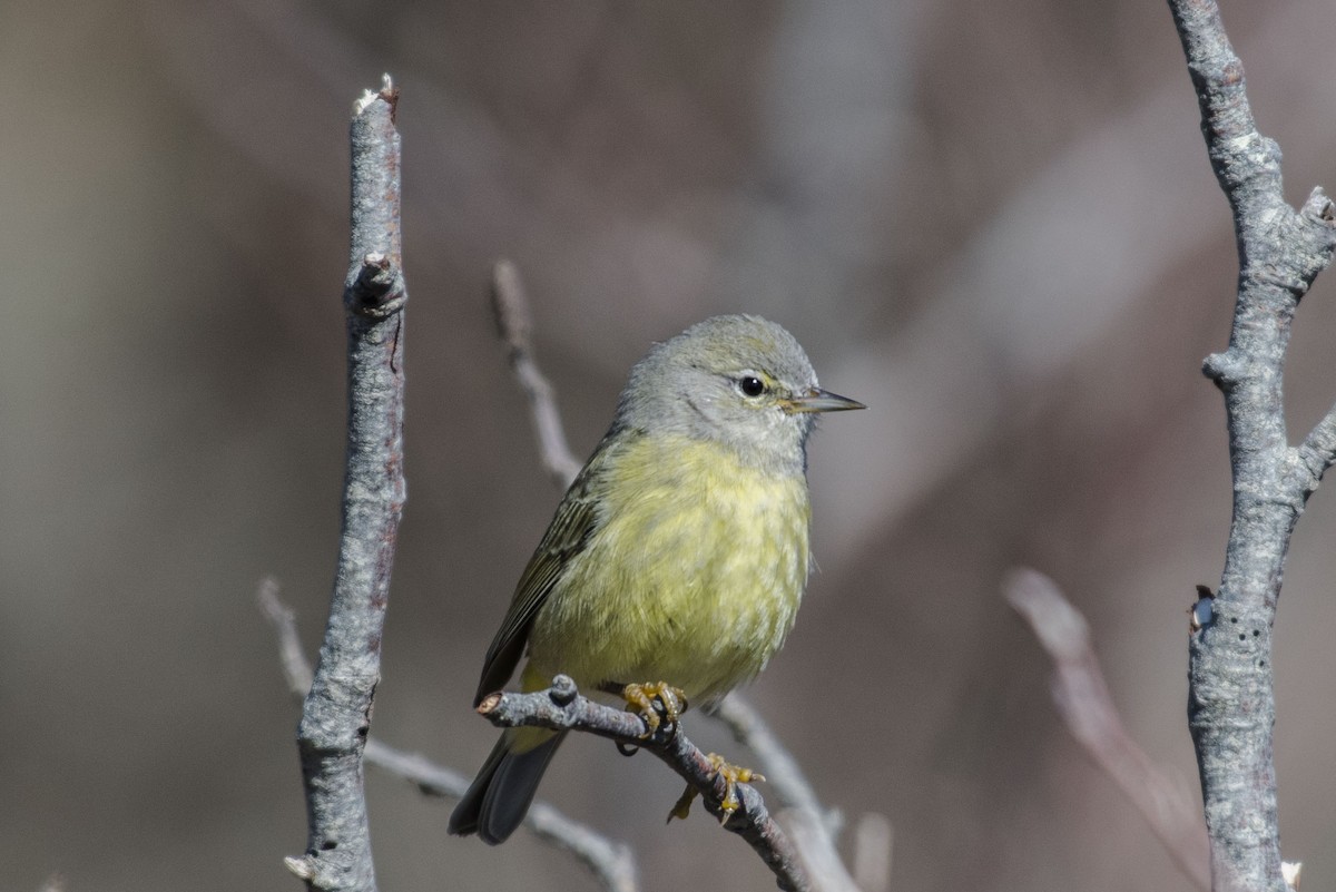 Orange-crowned Warbler - ML95997261