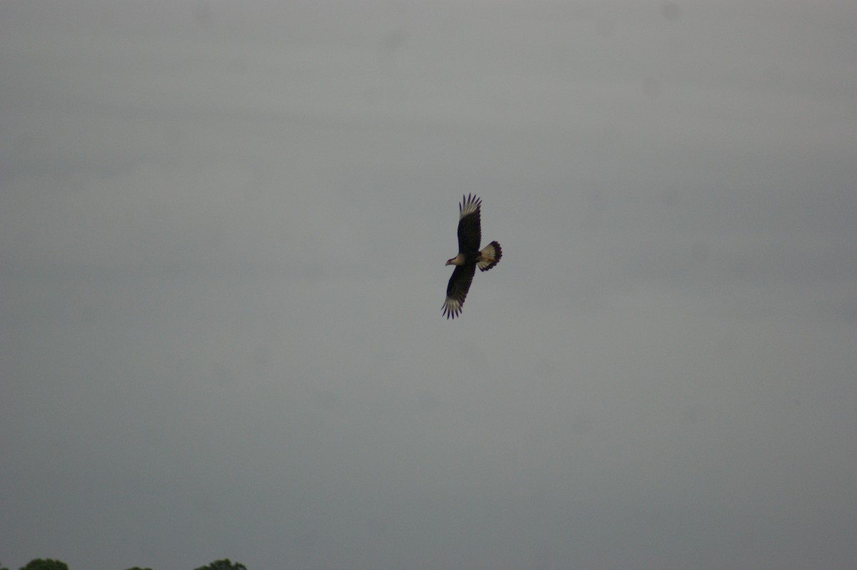 Caracara huppé (cheriway) - ML95998451