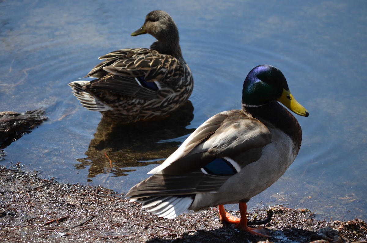 Mallard - ML95998491