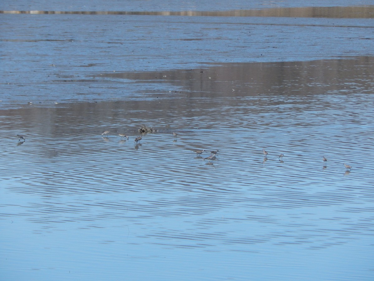 Greater Yellowlegs - Jared Cole