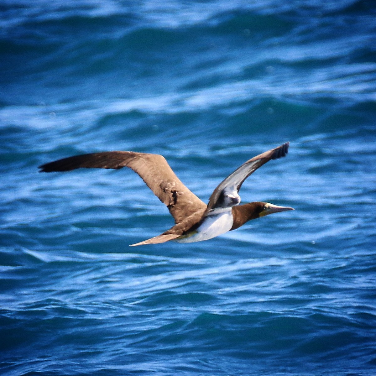 Brown Booby - Jeff Kietzmann