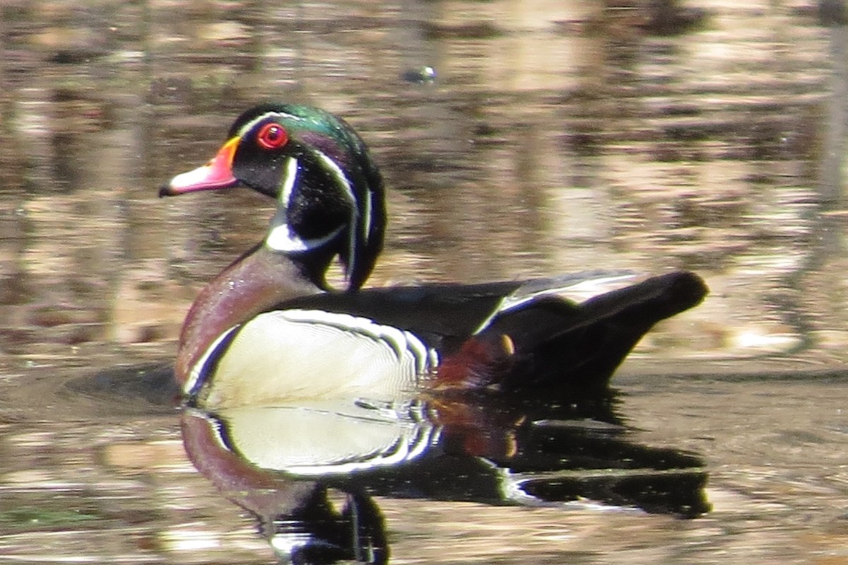Wood Duck - Anonymous