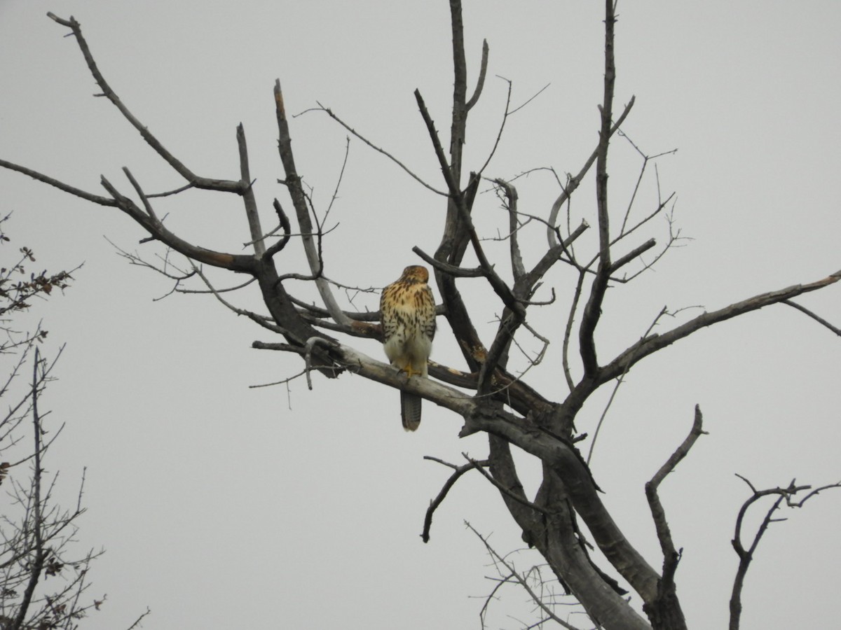 Harris's Hawk - ML96001981