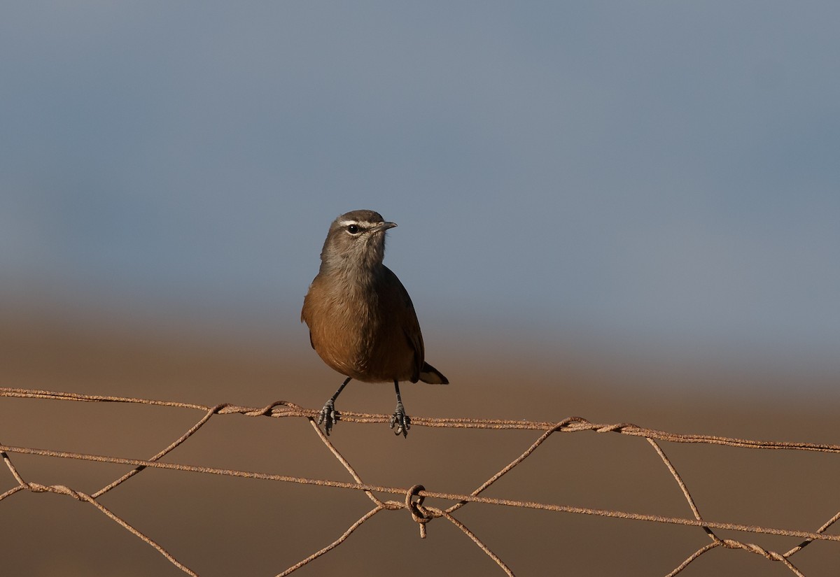 Karoo Scrub-Robin - Simon Best