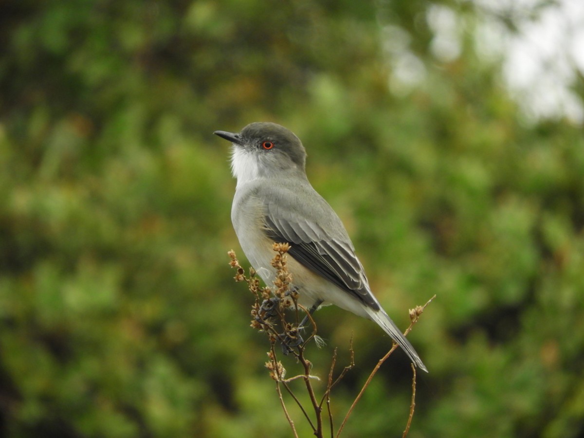 Fire-eyed Diucon - ML96002271