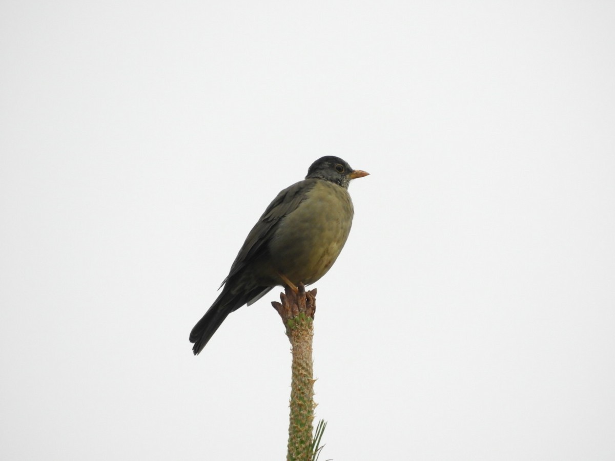 Austral Thrush - ML96002371