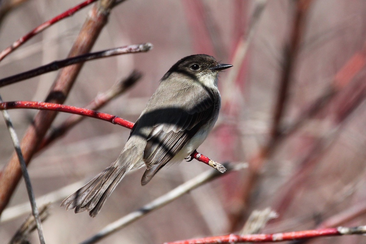 Eastern Phoebe - ML96002661