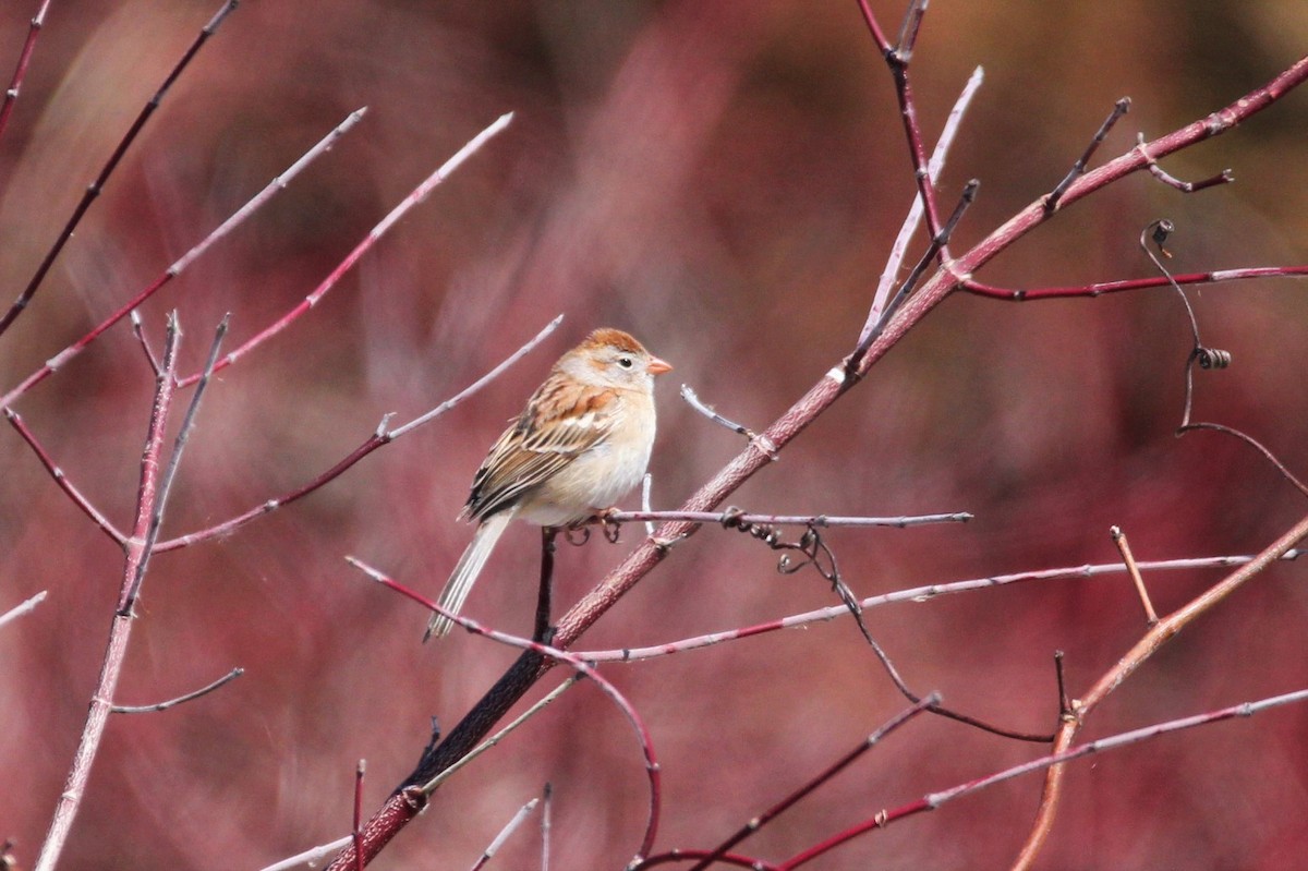 Field Sparrow - ML96002721