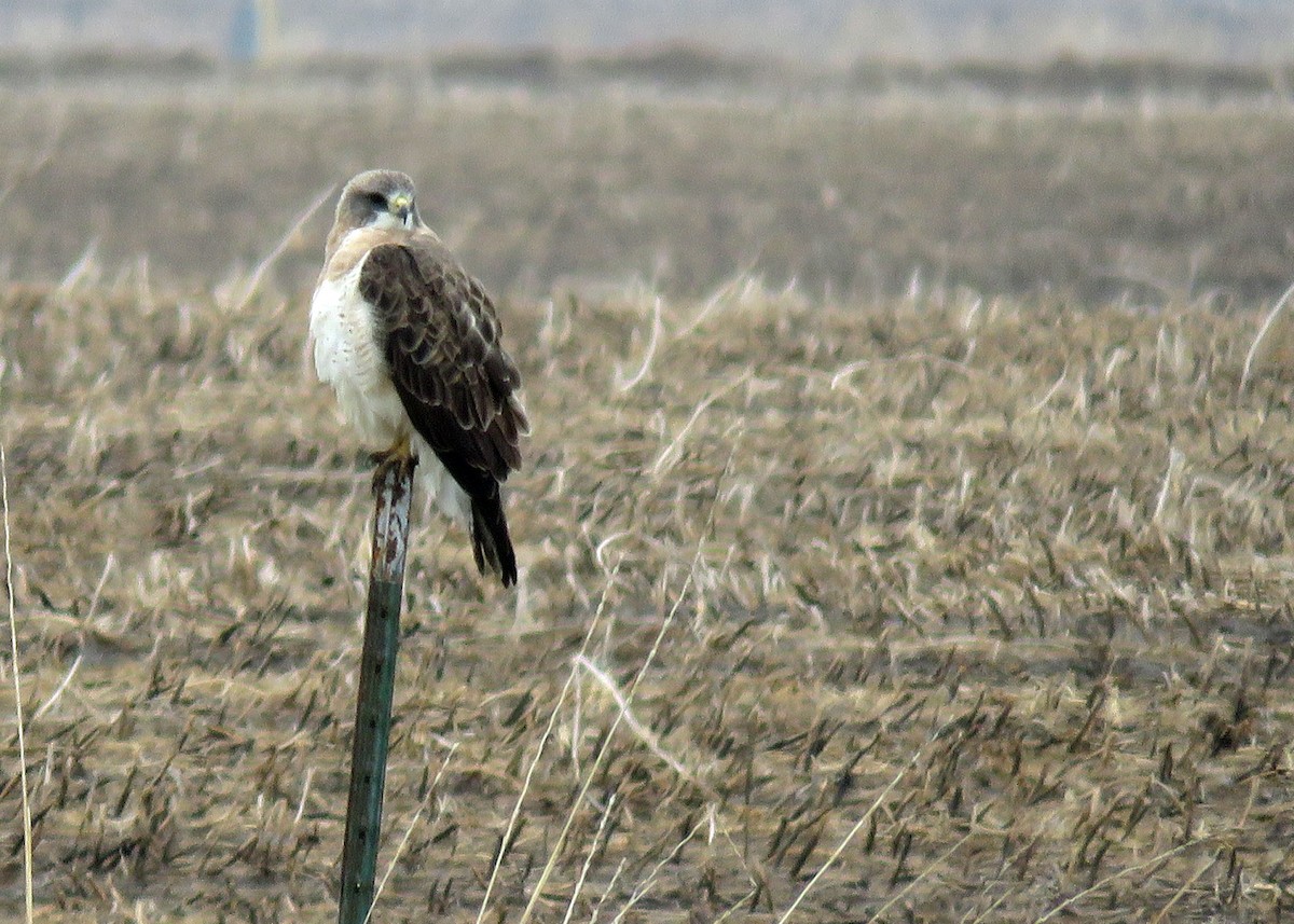 Swainson's Hawk - ML96004131