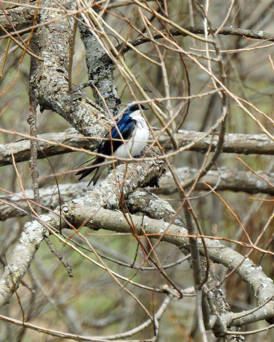 Hirondelle bicolore - ML96005771