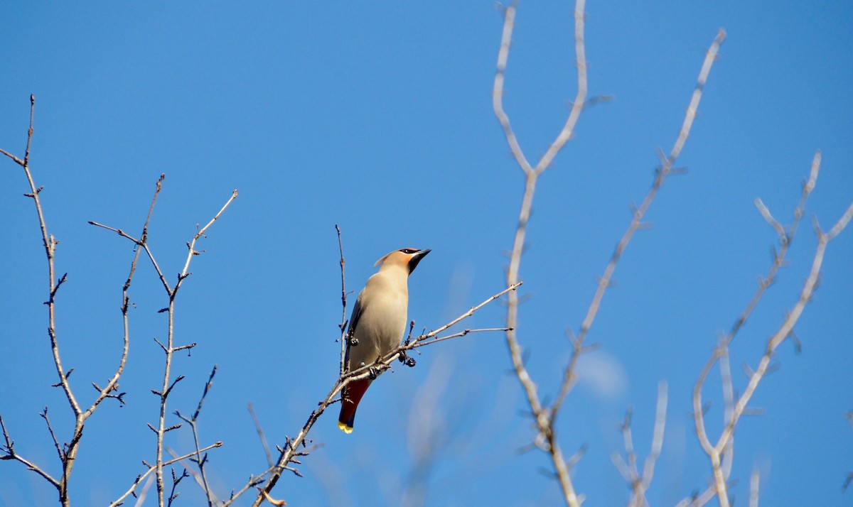 Bohemian Waxwing - ML96006391