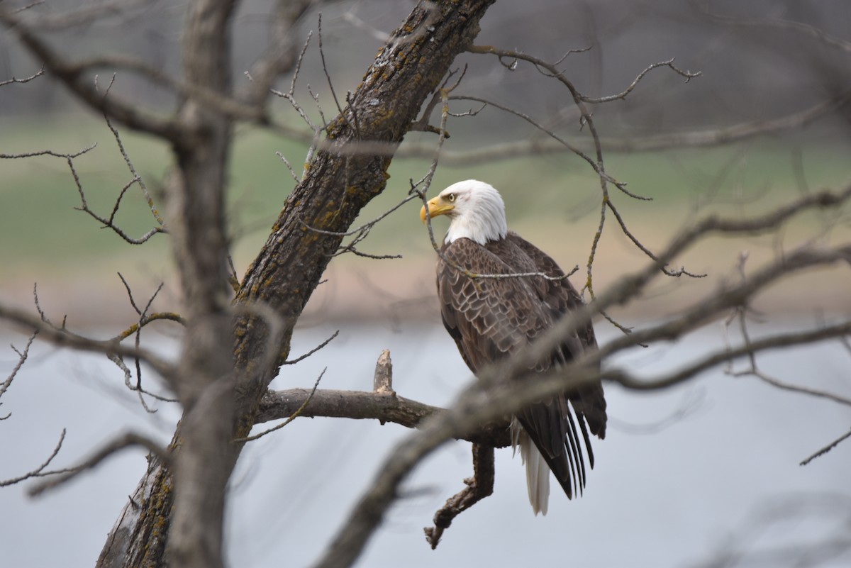 Bald Eagle - ML96006831