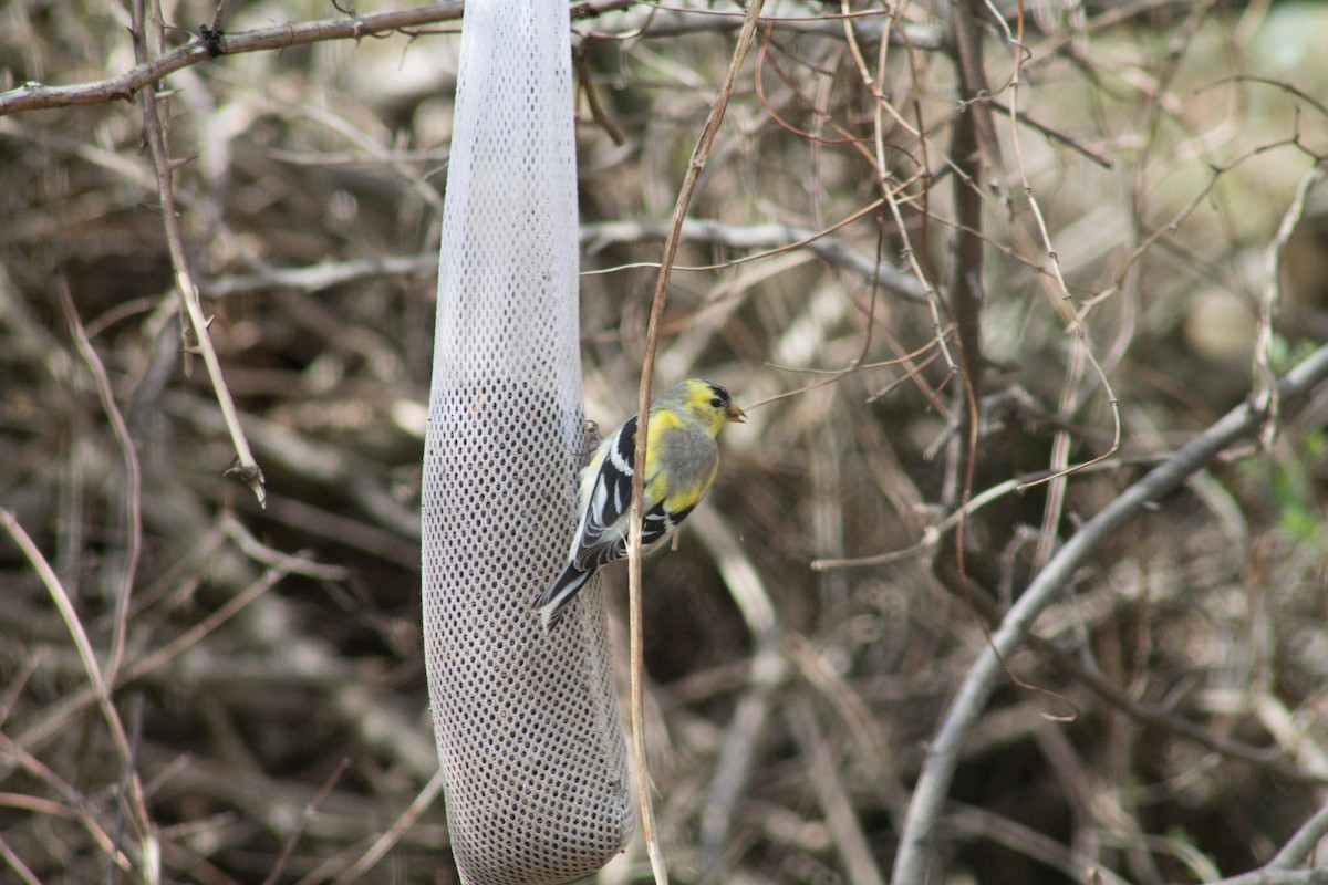 American Goldfinch - Andrew Ross