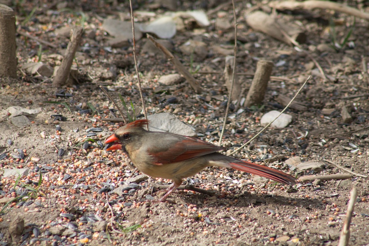 Northern Cardinal - Andrew Ross