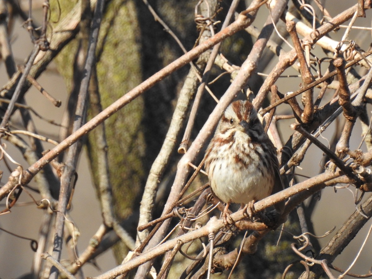 Song Sparrow - ML96007031