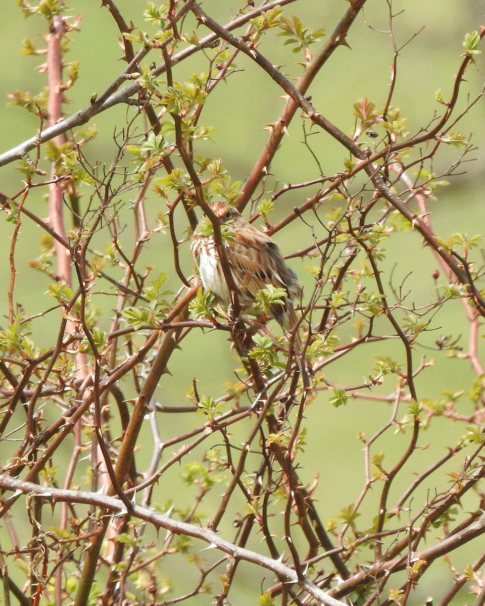 Song Sparrow - Karen Zeleznik