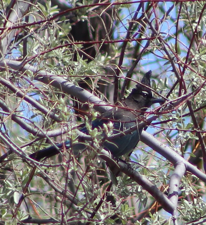 Steller's Jay - ML96008121