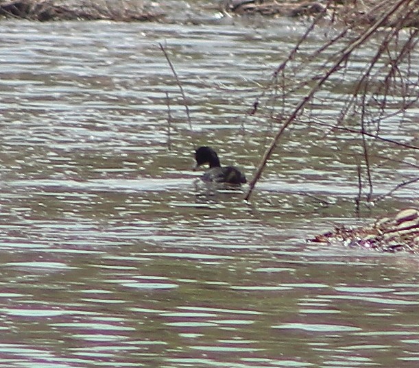 American Coot - ML96008881