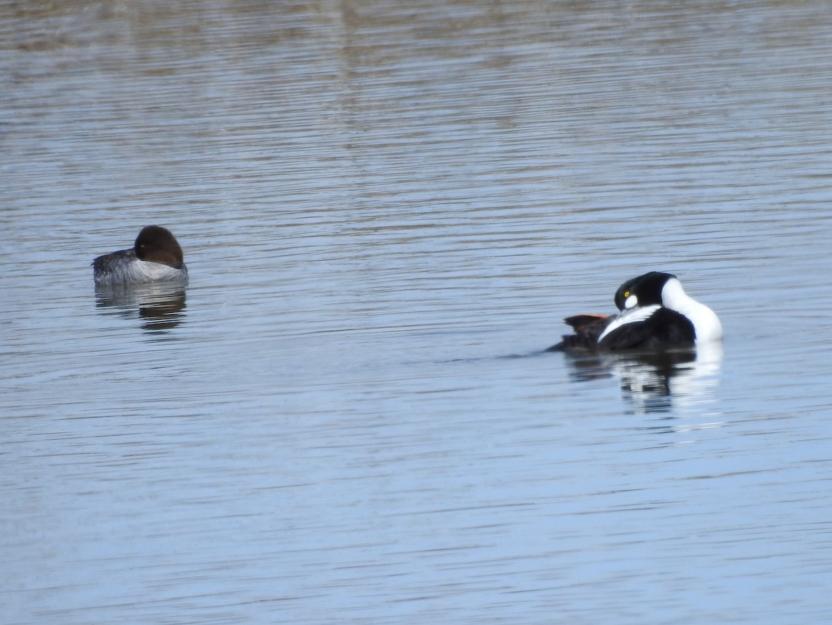 Common Goldeneye - ML96009271