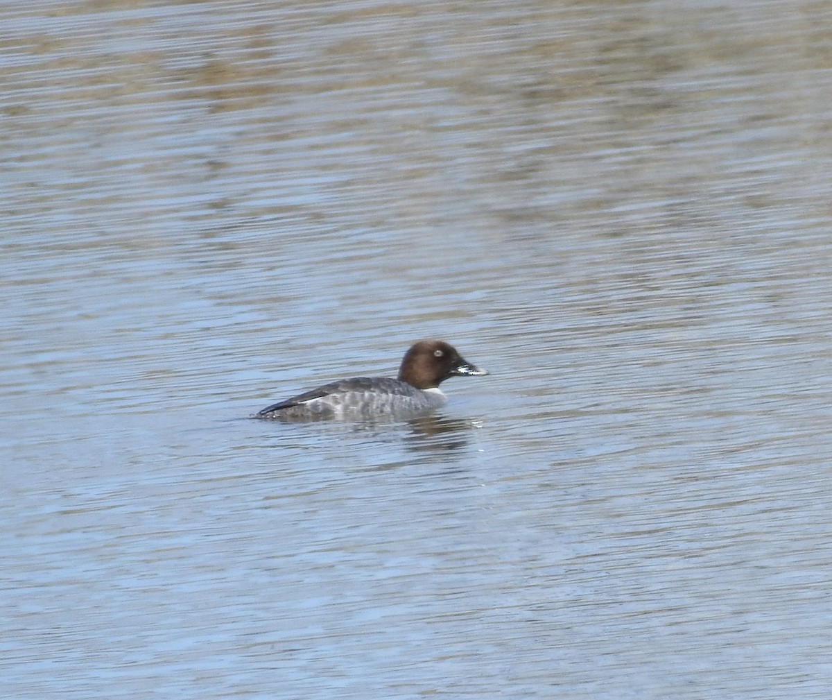 Common Goldeneye - ML96009281