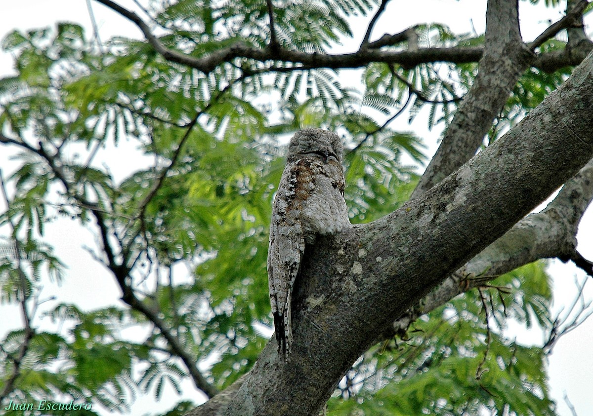 Great Potoo - Juan Escudero