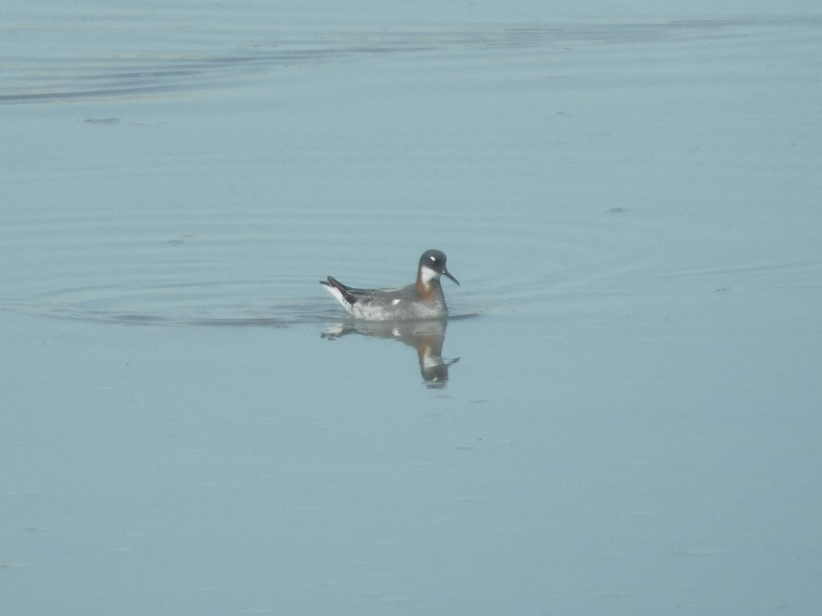 Red-necked Phalarope - ML96009611