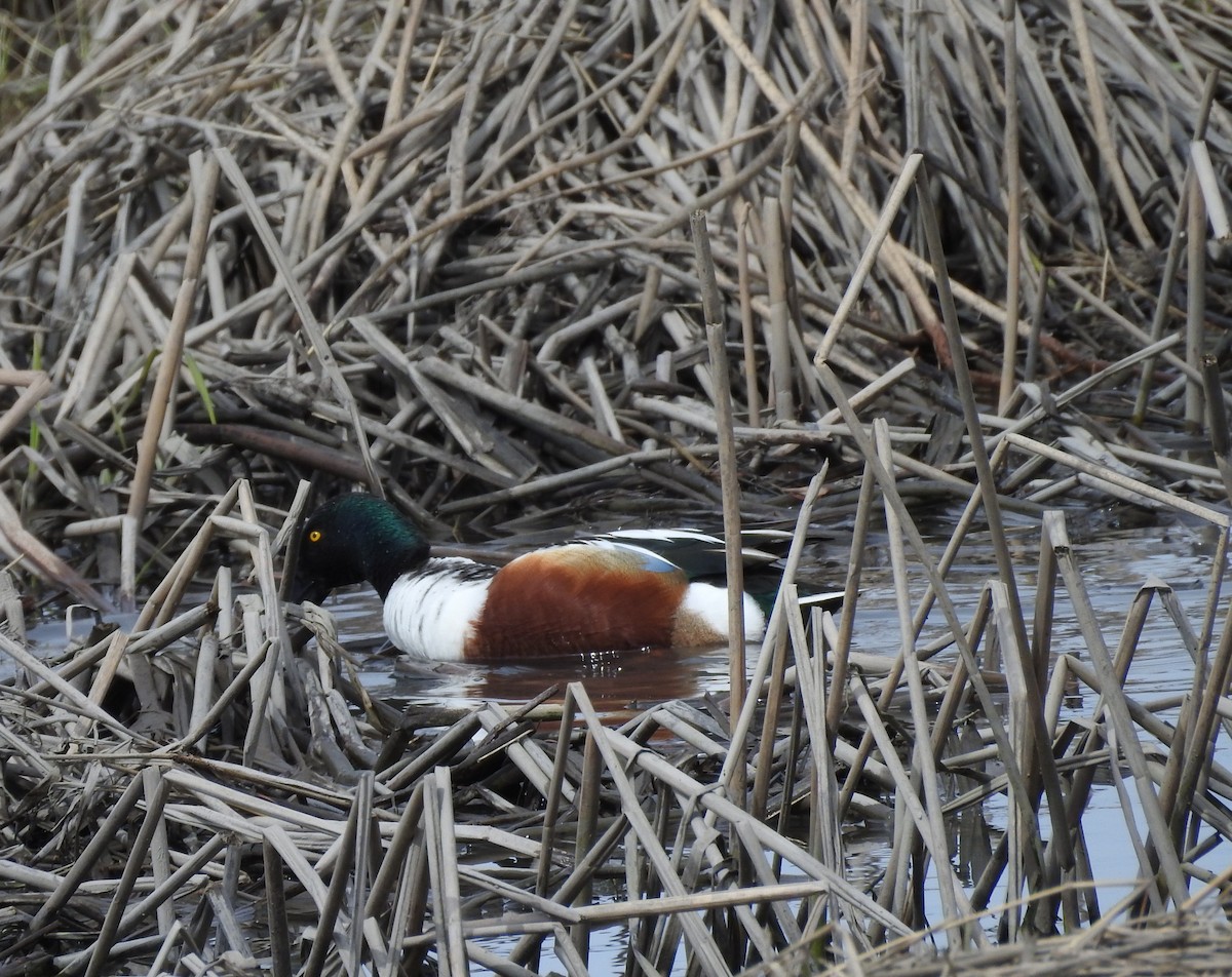 Northern Shoveler - ML96010061