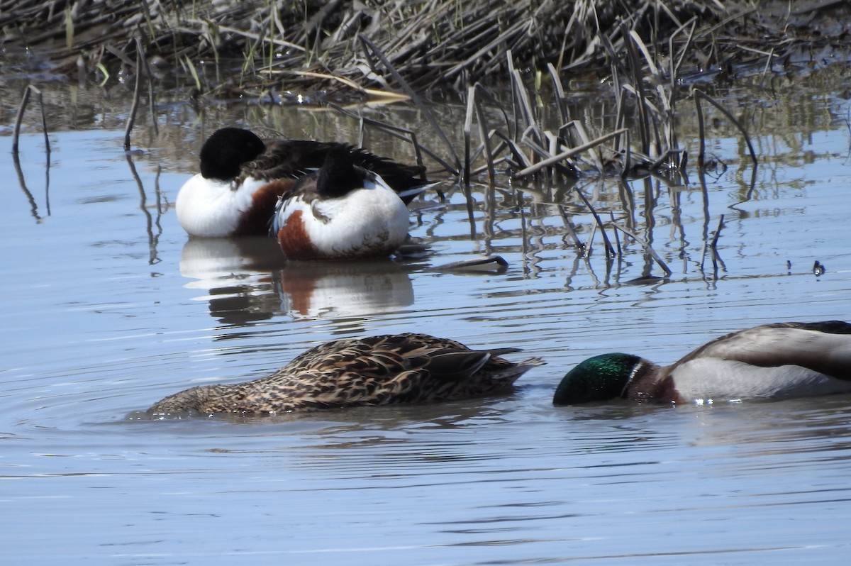 Northern Shoveler - ML96010071