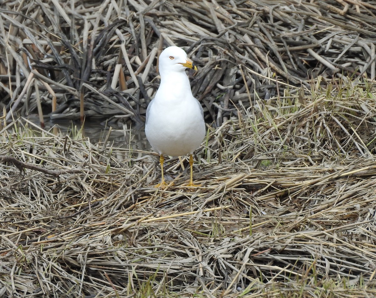 Ring-billed Gull - ML96010131