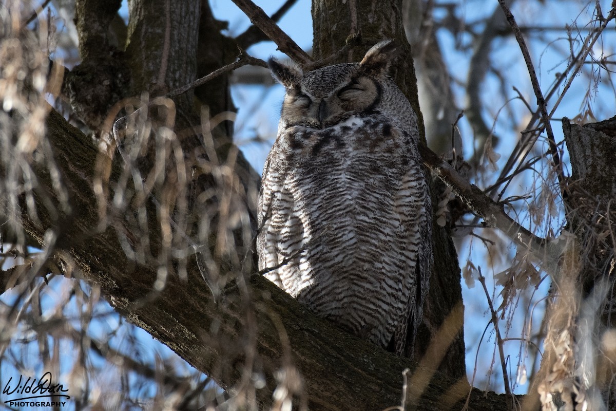 Great Horned Owl - Daniel Kimball